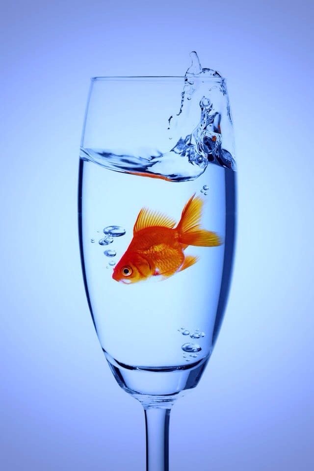 un poisson dans l'eau